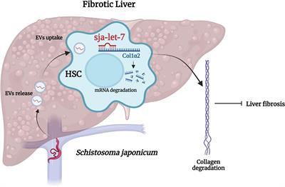 Roles of helminth extracellular vesicle-derived let-7 in host–parasite crosstalk